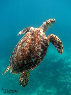Hawksbill Turtle — ranked #13