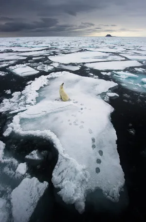 Polar Bear — ranked #12