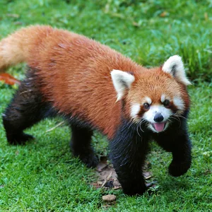 Red Panda — ranked #14