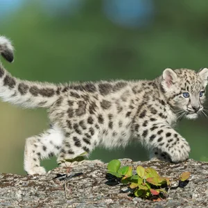 Snow Leopard — ranked #7
