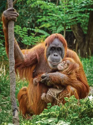 Sumatran Orangutan — ranked #5