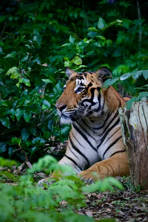 Tiger — ranked #1
