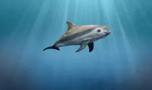 Vaquita — ranked #10