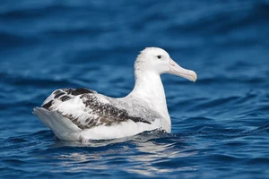 Albatross — ranked #14