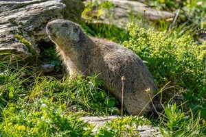 Alpine Marmot — ranked #15