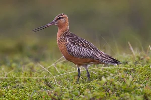 Bar-tailed Godwit — ranked #6