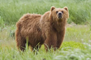 Brown Bear — ranked #7