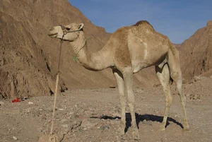 Camel — What is the most impressive feat of endurance in the animal kingdom?