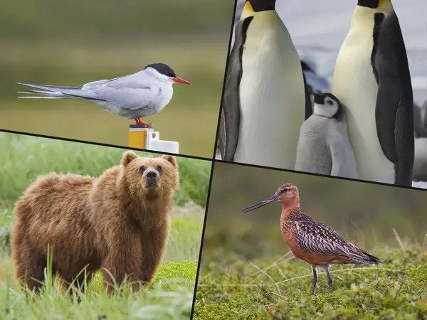 What is the most impressive feat of endurance in the animal kingdom?