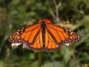 Monarch Butterfly — ranked #9