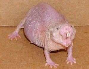 Naked Mole-Rat — ranked #8