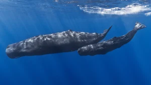 Sperm Whale — ranked #10