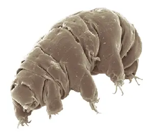 Tardigrade — ranked #12