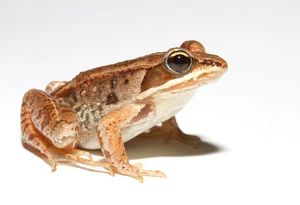 Wood Frog — ranked #5