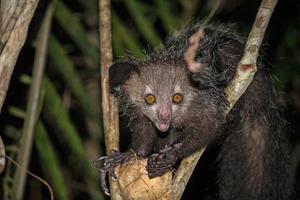 Aye-Aye — ranked #8