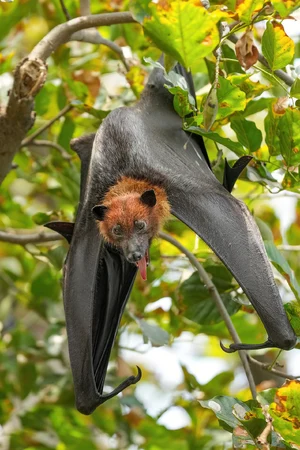 Bat — What is the most misunderstood animal?