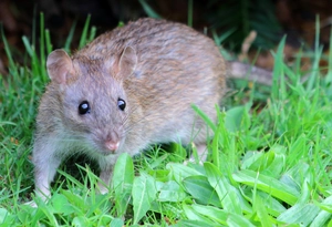 Brown Rat — ranked #14