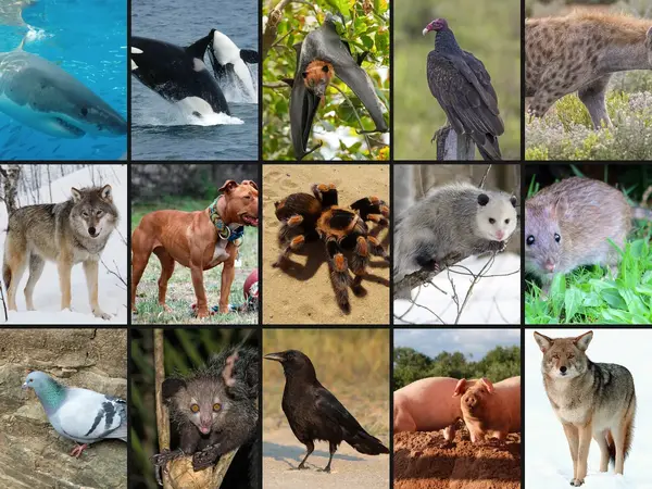 What is the most misunderstood animal?