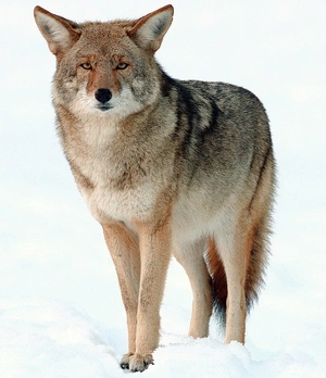 Coyote — ranked #15