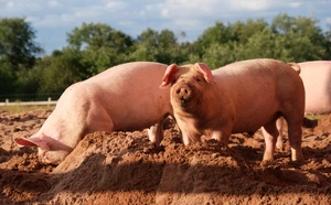 Domestic Pig — ranked #7
