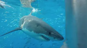 Great White Shark — ranked #11