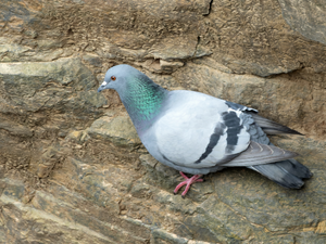 Pigeon — ranked #6