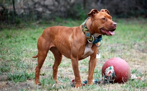 Pit Bull — ranked #12