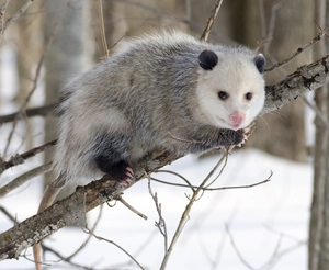 Virginia Opossum — ranked #9