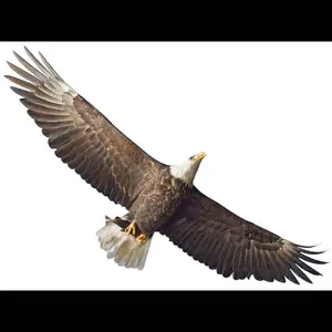 Bald Eagle — ranked #9
