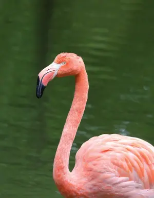 Flamingo — ranked #11