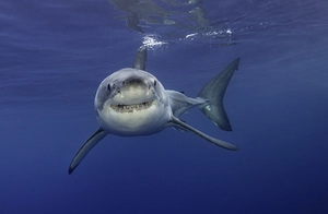 Great White Shark — ranked #8