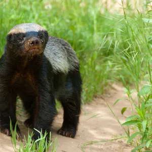 Honey Badger — ranked #14