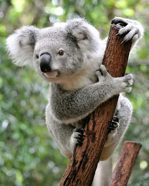 Koala — ranked #5
