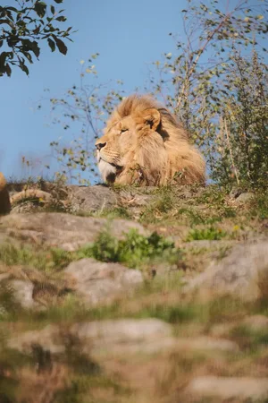 Lion — ranked #1