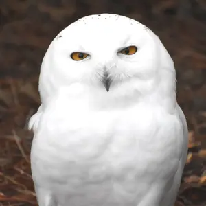 Owl — ranked #10