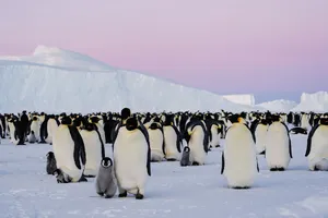 Penguin — ranked #13