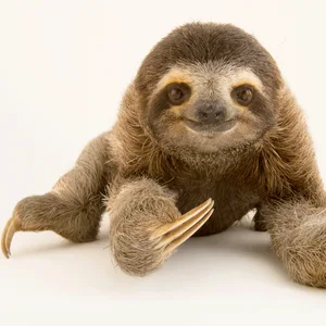 Sloth — ranked #12