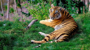 Tiger — ranked #2