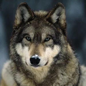 Wolf — ranked #7