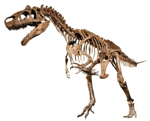 Allosaurus — ranked #5