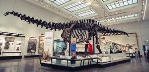 Brontosaurus — ranked #8