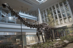 Diplodocus — ranked #11