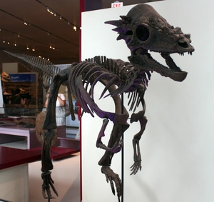 Pachycephalosaurus — ranked #7