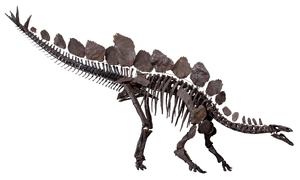 Stegosaurus — ranked #9