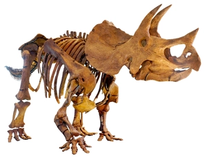 Triceratops — What is the most overrated dinosaur?