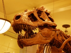 Tyrannosaurus rex — ranked #13