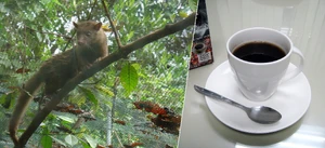 Kopi luwak — What is the most overrated luxury food?