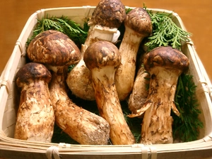 Matsutake mushrooms — ranked #15