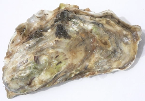 Oysters — ranked #12