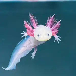 Axolotl — ranked #9